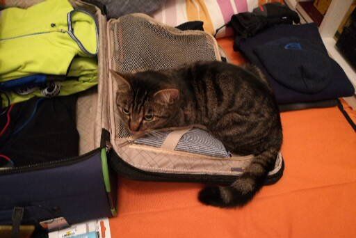 Reisen ohne Sammy